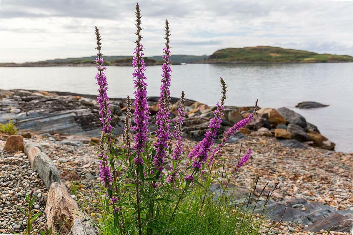 Lunga House Beach Lodges Craobh Haven Eksteriør billede